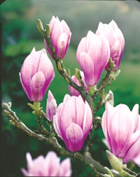 tulipanfa.jpg