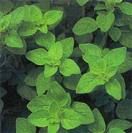 oregano.jpg